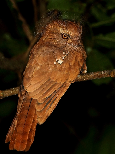 Den svårfångade och extremt eftertraktade Hodgson&#39;s Frogmouth