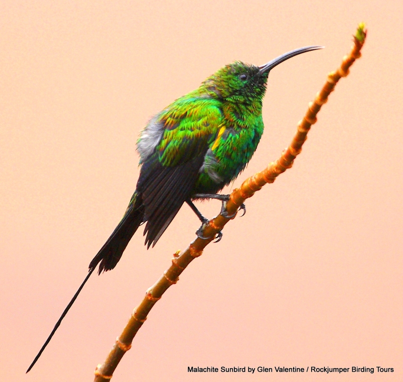 El exquisito macho Malachite Sunbird tomado en el Parque Nacional de la Costa Oeste en el Cabo Occidental