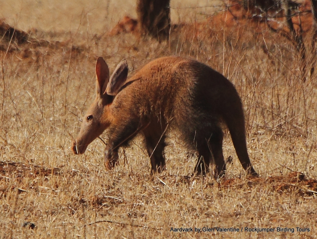 Den sällsynta och vanligtvis nattaktiva Aardvarken som ses här mitt på eftermiddagen!