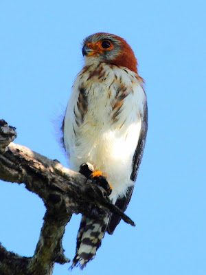 The scarce and localized White-rumped Falcon (female)