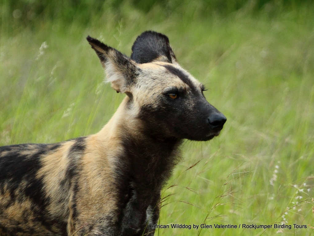 Le chien sauvage d&#39;Afrique, très rarement vu, est l&#39;un des mammifères les plus rares du continent. Nous avons eu la chance de trouver une meute de ces animaux attachants dans le parc national Kruger.