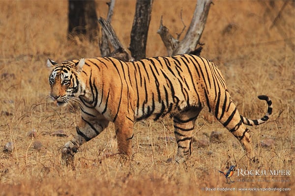 India: The Andamans, Hypocolius, Tigers, and the Taj Mahal with David Hoddinott