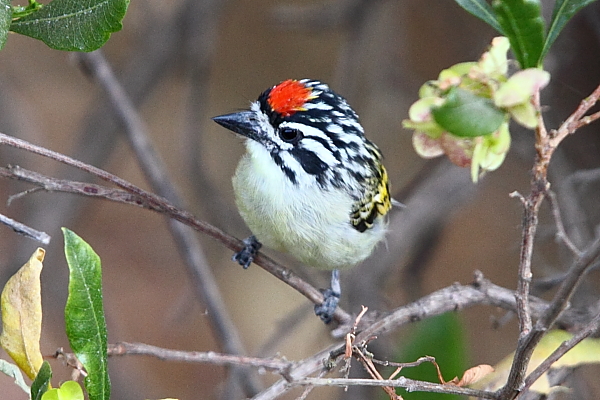 Africa’s Barbets