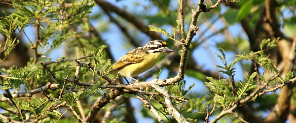 Yellow-fronted Tinkerbird er en skovart, der forekommer vidt omkring i Afrika. Dette billede er taget i Murchison Falls National Park, Uganda 