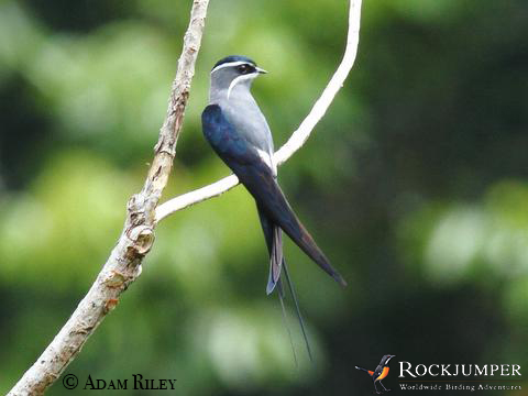 Moustacherad Treeswift