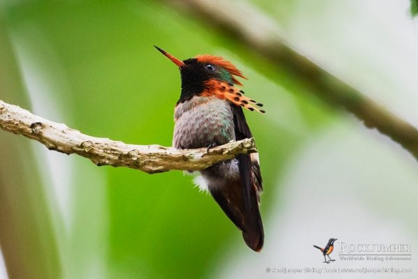 Tufted Coquette