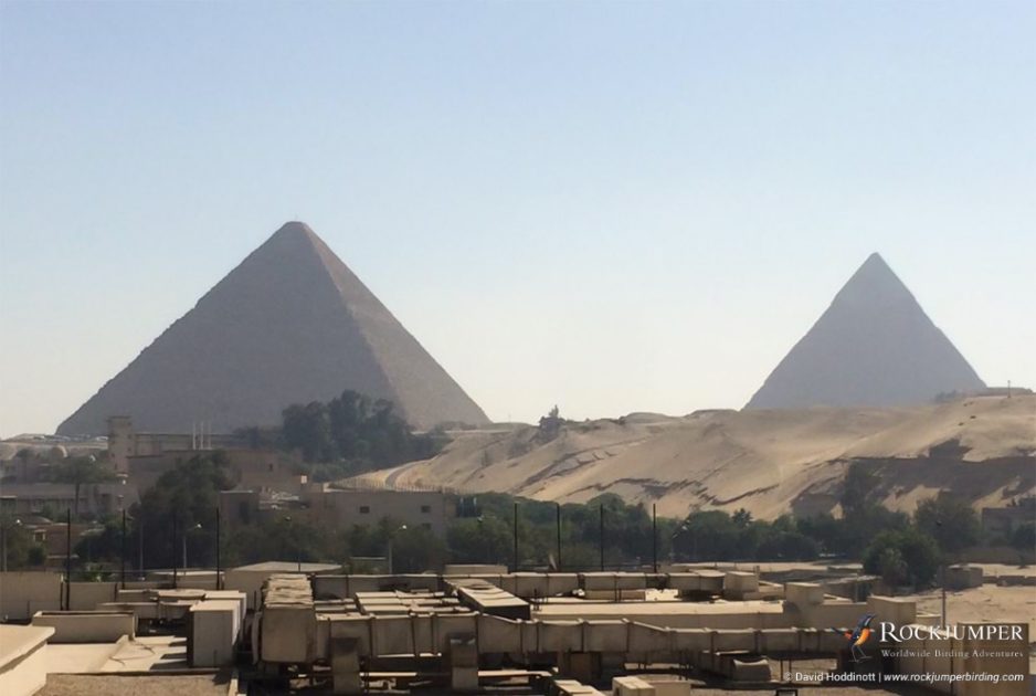 David Hoddinott Becomes Africa’s Highest Lister in Egypt!