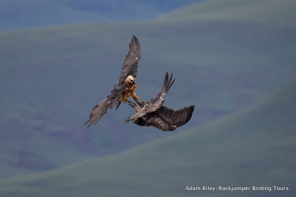 Lammergeier eller Bearded Vulture af Adam Riley