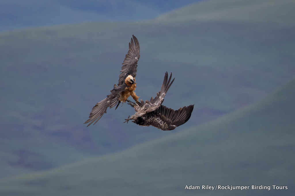 Bird of the Year 2014