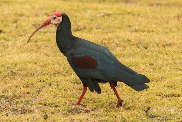 Wakkerstroom Southern Bald Ibis Project