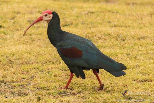 Proyecto Wakkerstroom Southern Bald Ibis