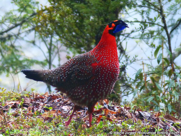 Satyr Tragopan by Wayne Jones