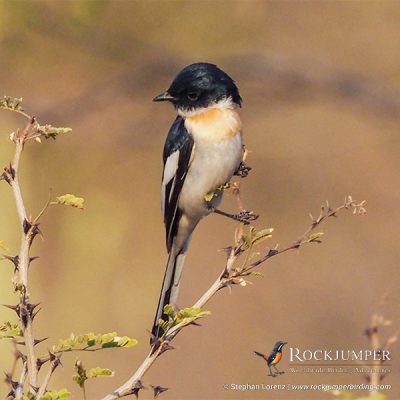 Minivet de vientre blanco de Stephan Lorenz