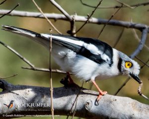 Hvidkammet Helmetshrike