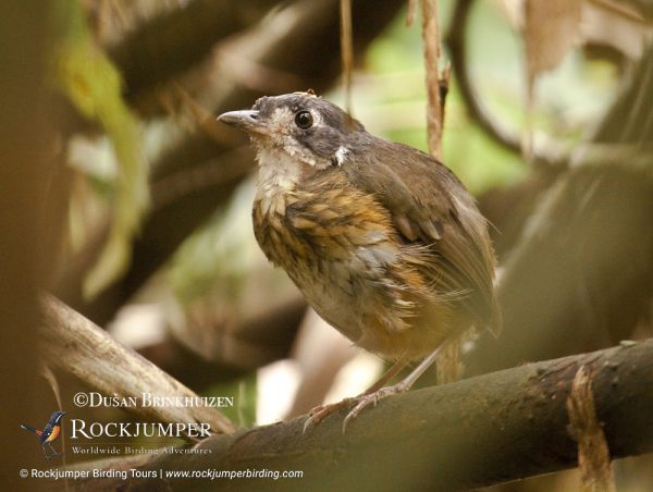 Hvid-lored Antpitta