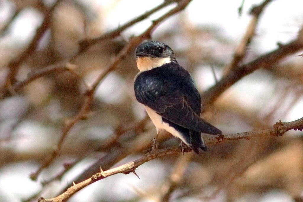 White-tailed Swallow - ML