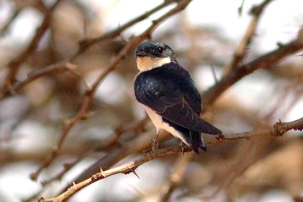Why is the Ethiopian Bush-crow so restricted in its range?
