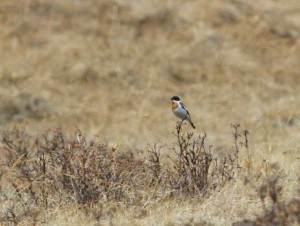 Witkeelstruikchat door David Erterius