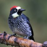 Acorn Woodpecker by Adam Riley