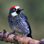 Acorn Woodpecker af Adam Riley