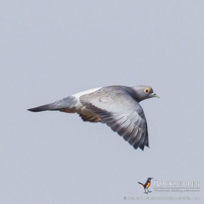 Yellow-eyed Dove by Stephan Lorenz