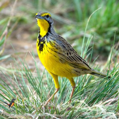 Yellow-throated Longclaw by Gareth Robbins