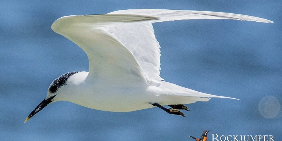 Plan B: A Successful Day of Birding Around Cape Town