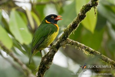 vogelfotografiereizen