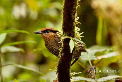 vogelfotografiereizen