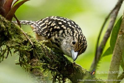 visites de photographie d&#39;oiseaux