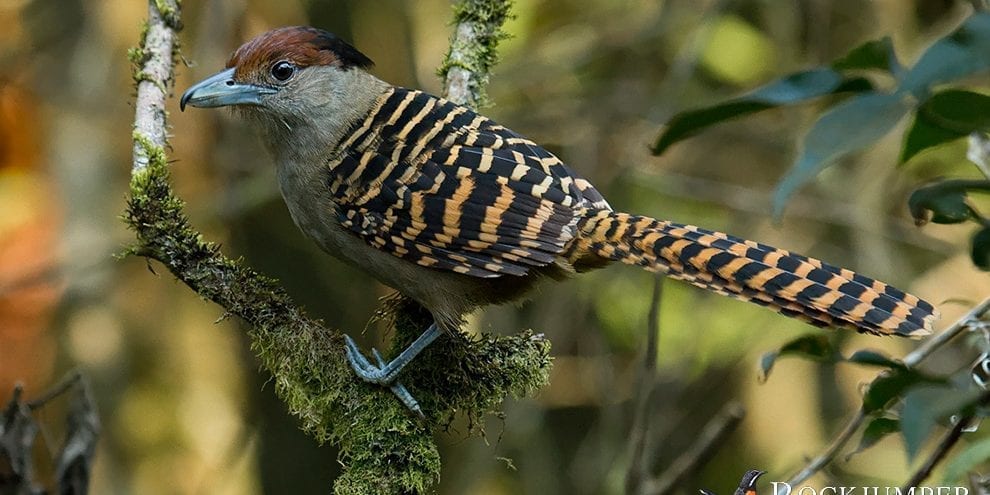 ジャングル（および低光量条件）での鳥の写真撮影のための 5 つのヒント