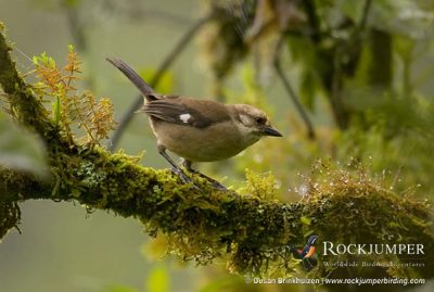 Pale-headed Finch by Dušan Brinkhuizen