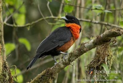 fotografía de aves tours