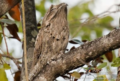 visites de photographie d&#39;oiseaux