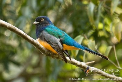 fotografía de aves tours