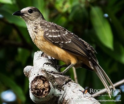 Observation des oiseaux en Papouasie-Nouvelle-Guinée