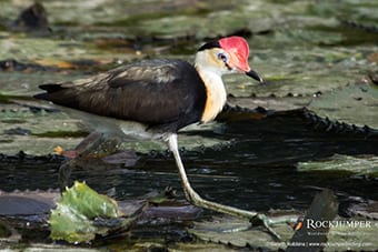 Vogels kijken in Papoea-Nieuw-Guinea