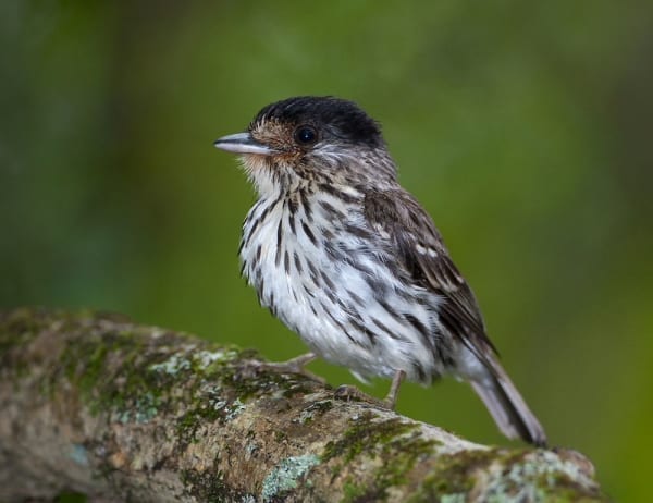 Le nom scientifique du Broadbill africain, Smithornis capensis, honore le Dr Andrew Smith. Bien qu&#39;il ait découvert des dizaines d&#39;espèces d&#39;oiseaux, il n&#39;est cependant mentionné dans aucun nom d&#39;oiseau anglais. 