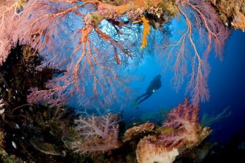 Melanesia alberga algunos de los arrecifes de coral más espectaculares del mundo, con 3/4 de las especies de coral del mundo.