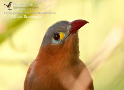 Black-bellied Cuckoo