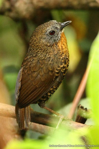 ブータンの鳥観察