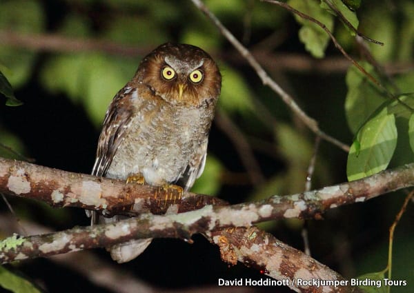 Flores Scops Owl av David Hoddinott