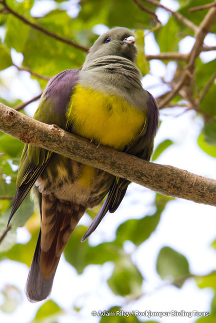 The lovely Bruce’s Green Pigeon