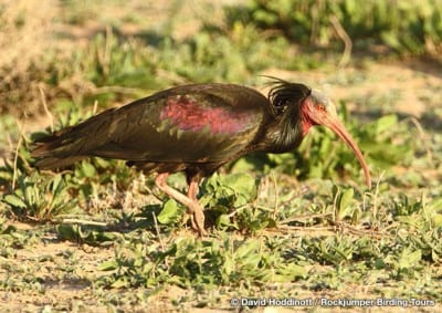 Northern Bald Ibis by David Hoddinott