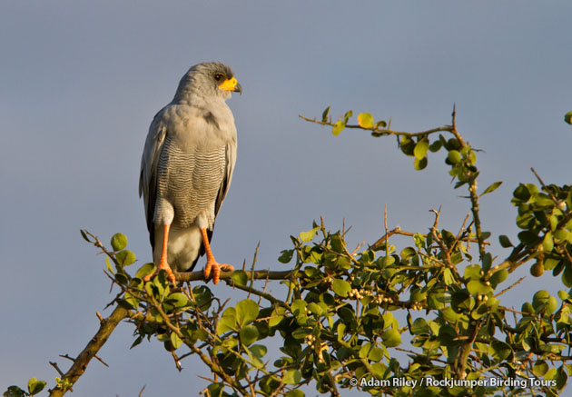 Eastern Chanting Goshawk holder øje med sit territorium