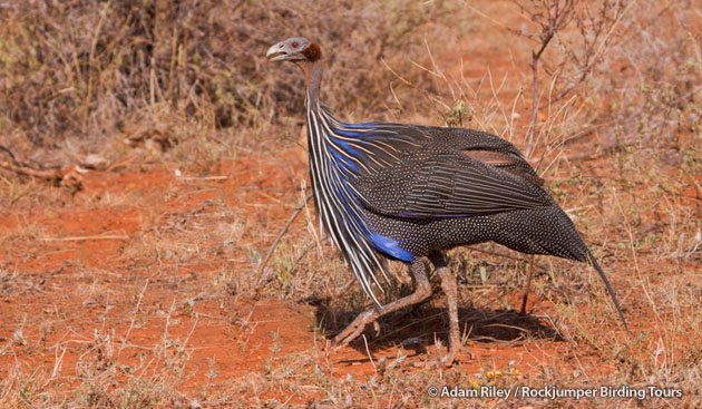 Electric Vulturine Guineafowl are common in the Omo Valley