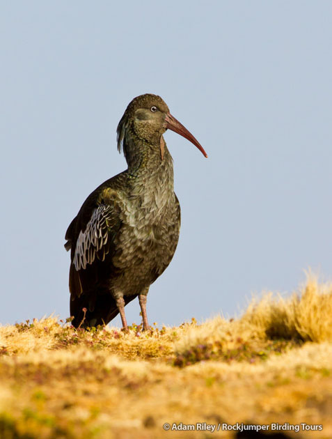 Wattled Ibis är en etiopisk nära-endemi