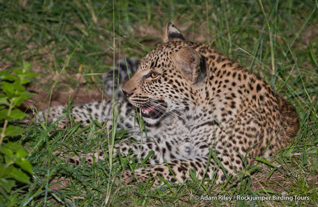 Vimos un joven leopardo y su madre en el Parque Nacional Mago.