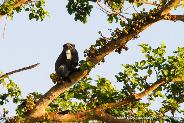 Un singe de D&#39;Brazza à longue barbe se gave de figues le long du fleuve Mago