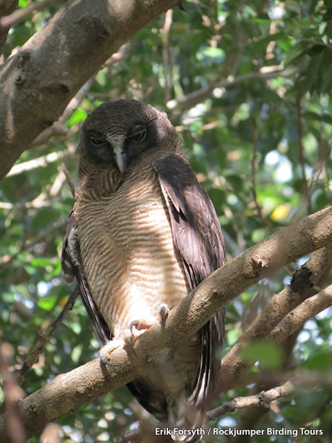 Rufous Owl by Erik Forsyth